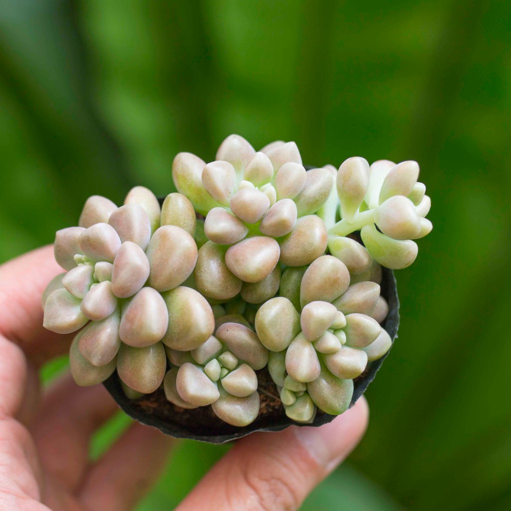 Sen bầu các loại (shop chọn mẫu và giao ngẫu nhiên)