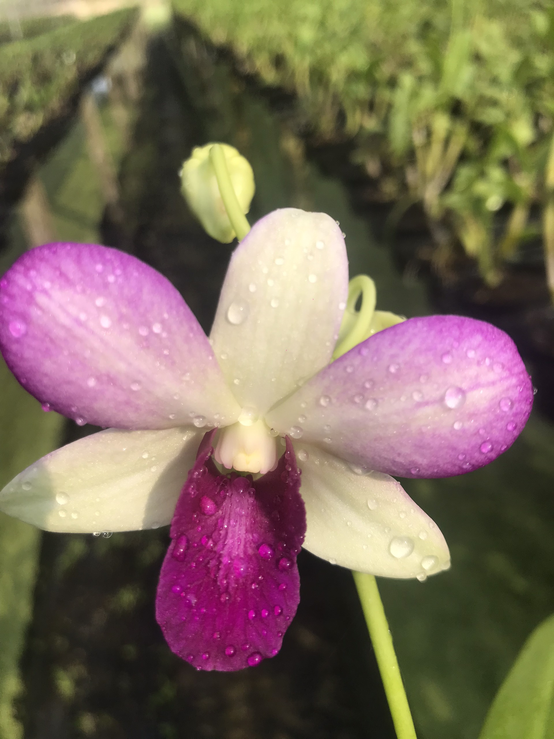HOA LAN 5 CÁNH TRẮNG VIỀN XANH