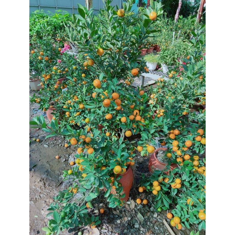Chậu Cây Tắc Kiểng 1m