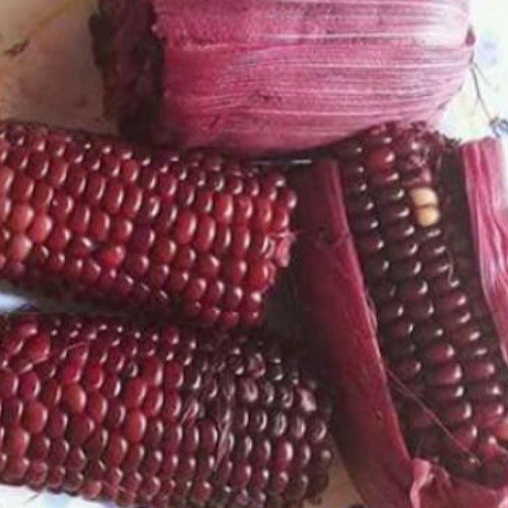 Hạt giống bắp nếp tím Thái Lan - c157