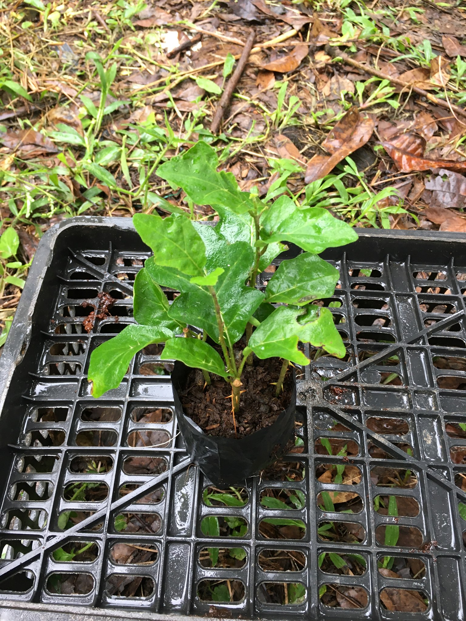 Cây giống cà gai leo
