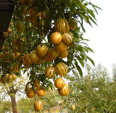 Dưa hấu nam mỹ Pepino vàng - bầu cây giống