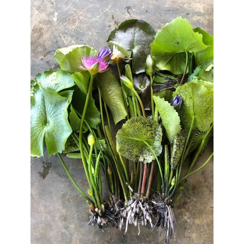 cây súng thái đang hoa (Ảnh thật số 2)