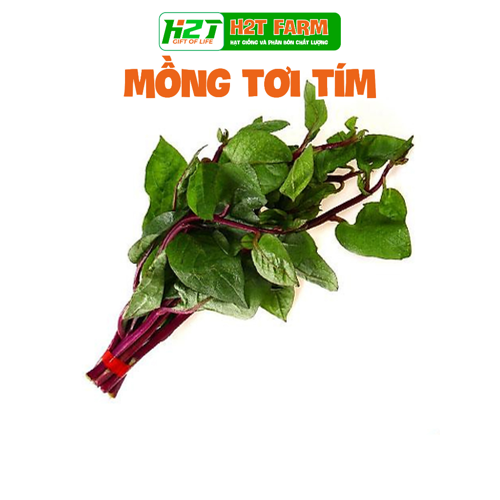 Hạt giống mồng tơi đỏ - h2t farm