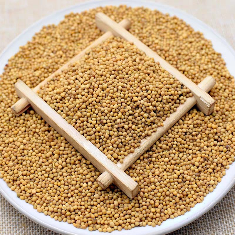 Hạt mù tạt đen, vàng Ấn Độ – Mustard Seed