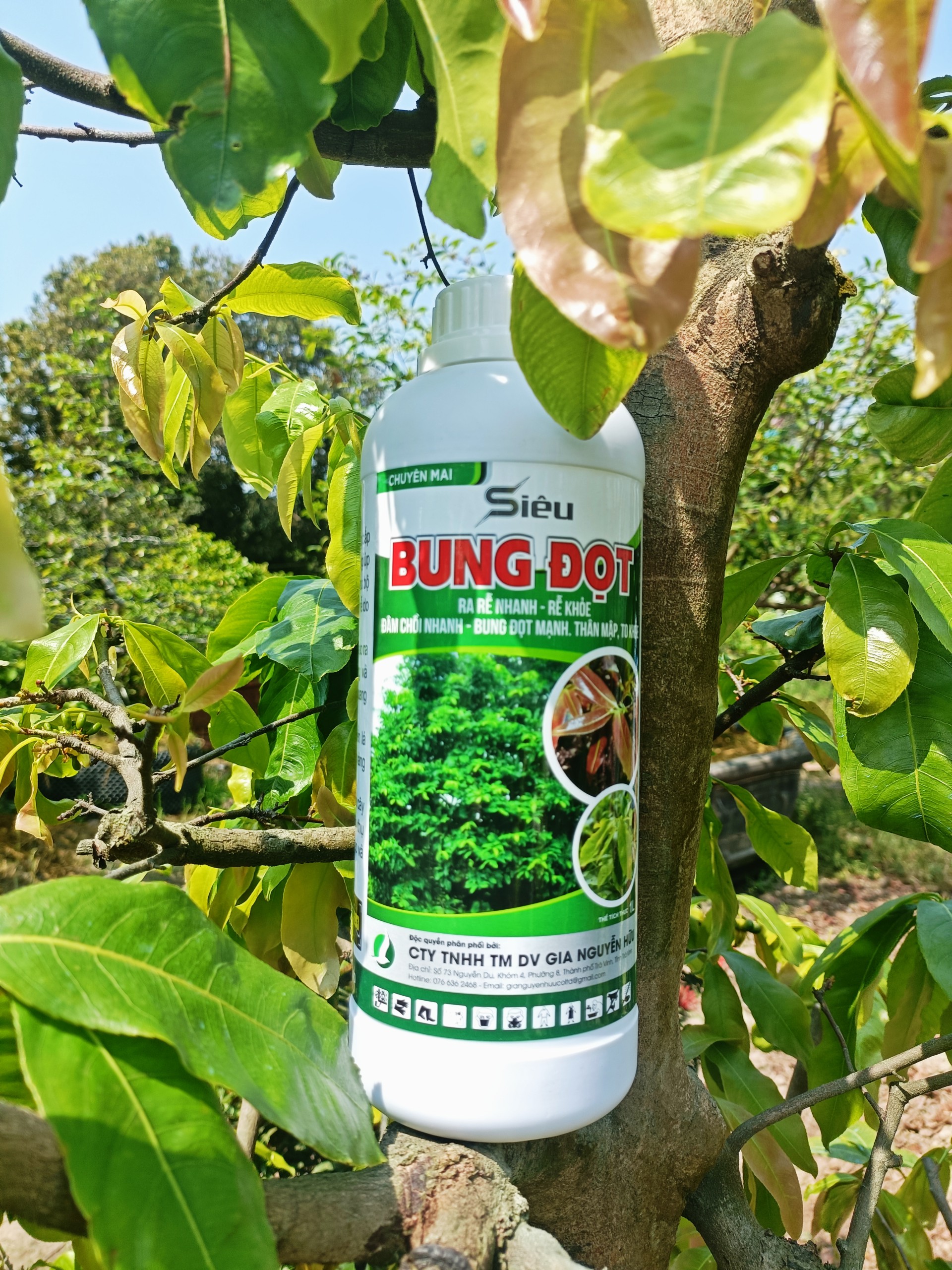 SIÊU BUNG ĐỌT  mai vàng chai 1 LÍT