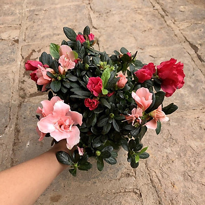 CÂY HOA ĐỖ QUYÊN TA GIỐNG