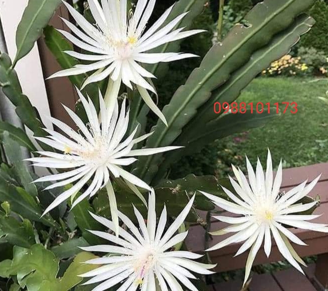 chậu giống hoa nhật quỳnh(quỳnh nở hoa ban ngày)
