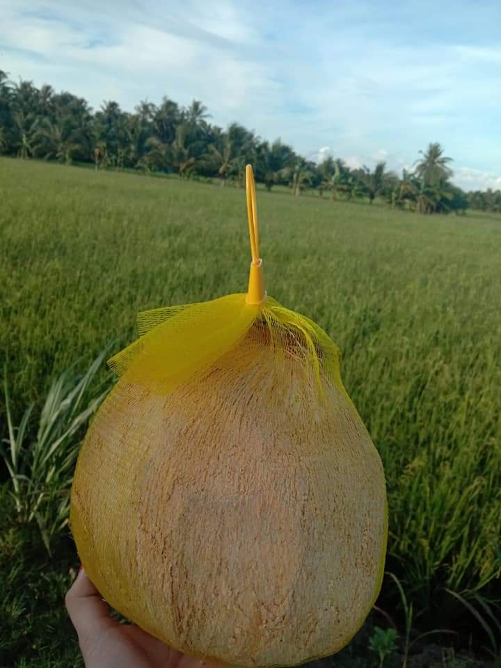 Dừa Sáp Cầu Kè Đặc Ruột 1.3kg