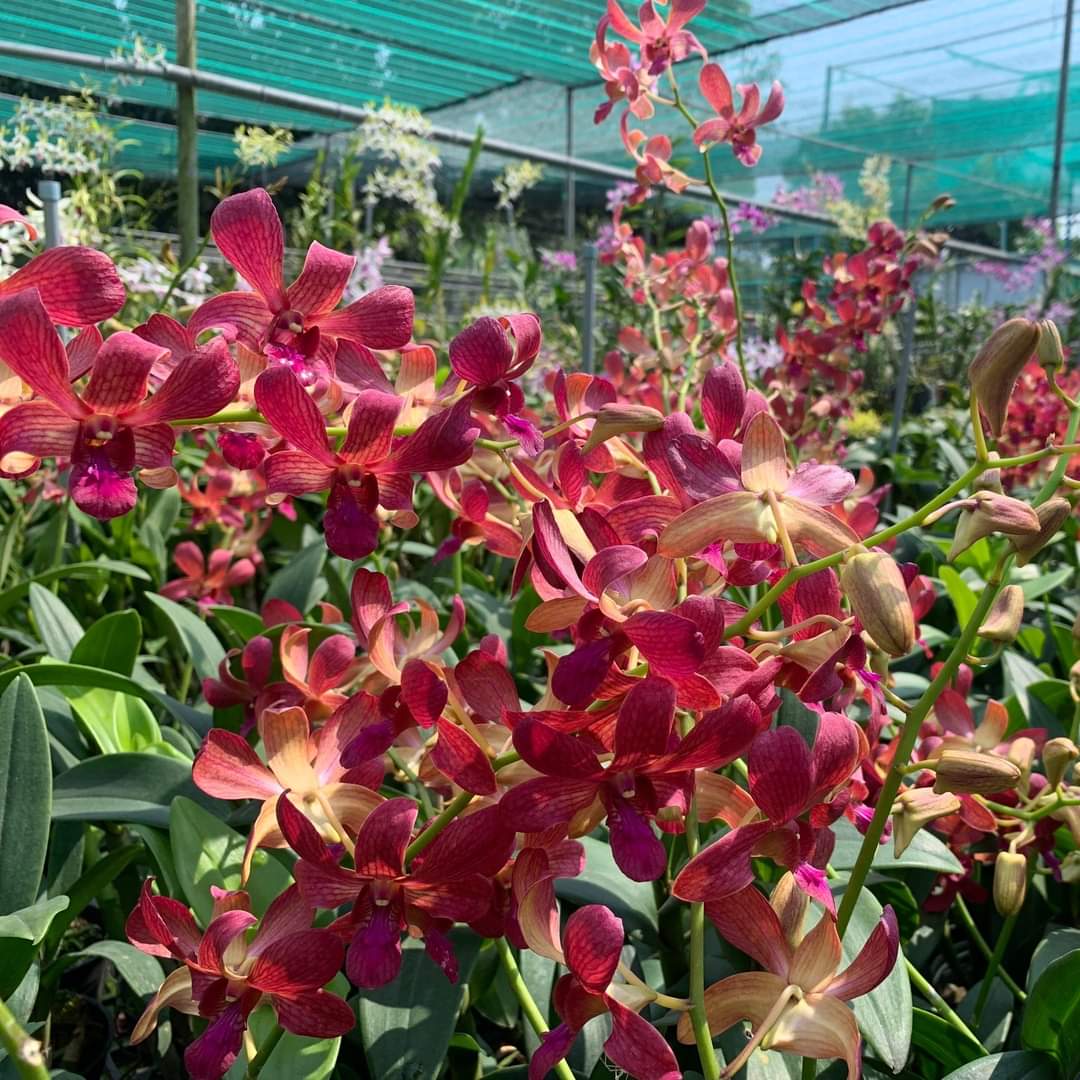 Denro Phượng Hoàng Lửa