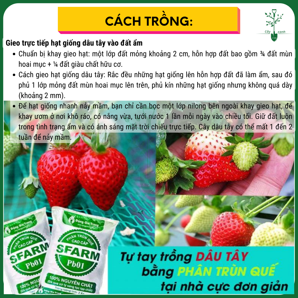 Hạt Giống Dâu Tây ETNA Rạng Đông 10 Hạt