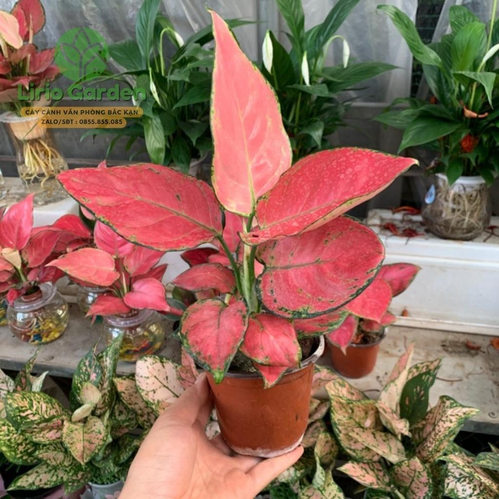 Cây hồng lộc , vạn lộc