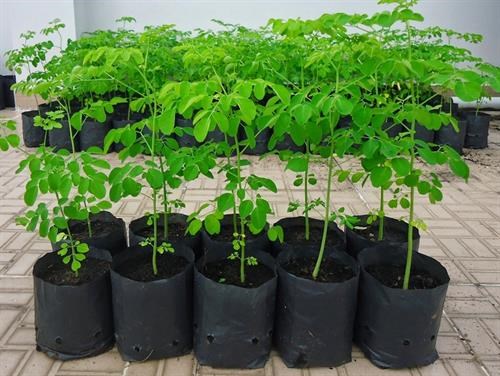 CÂY CHÙM NGÂY - cây giống nhỏ