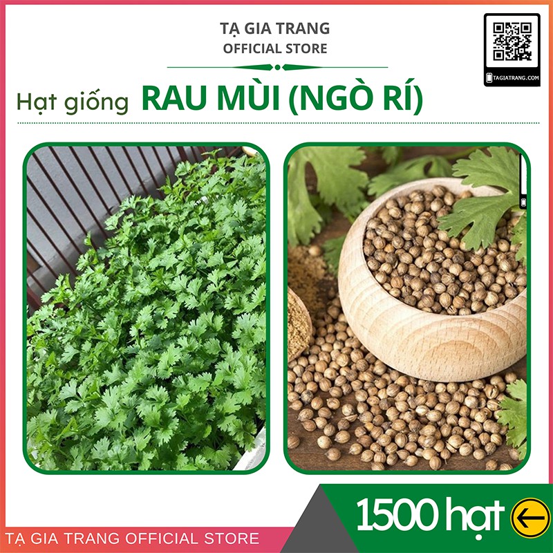 Hạt giống rau mùi ta