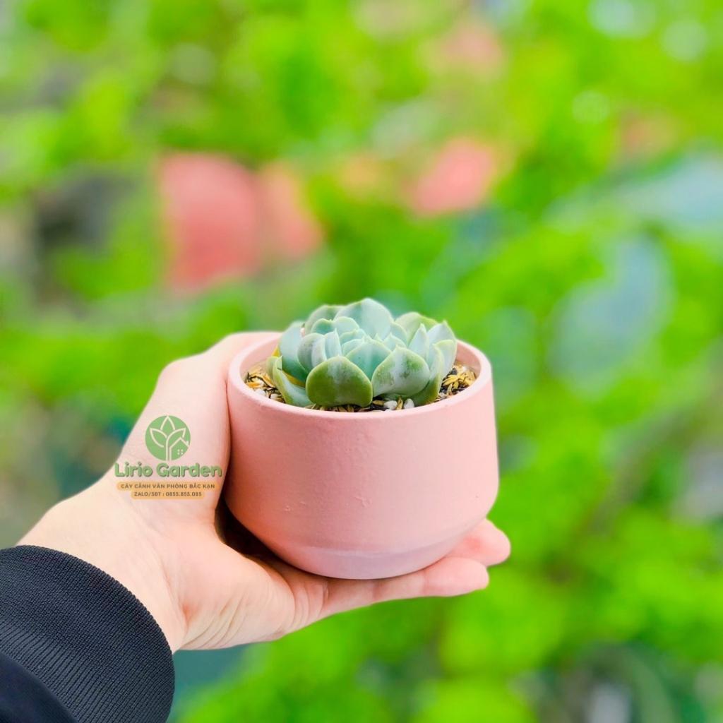 cây sen đá bầu kèm chậu hạt dẻ nhỏ [ tặng kèm đất trồng cây ]