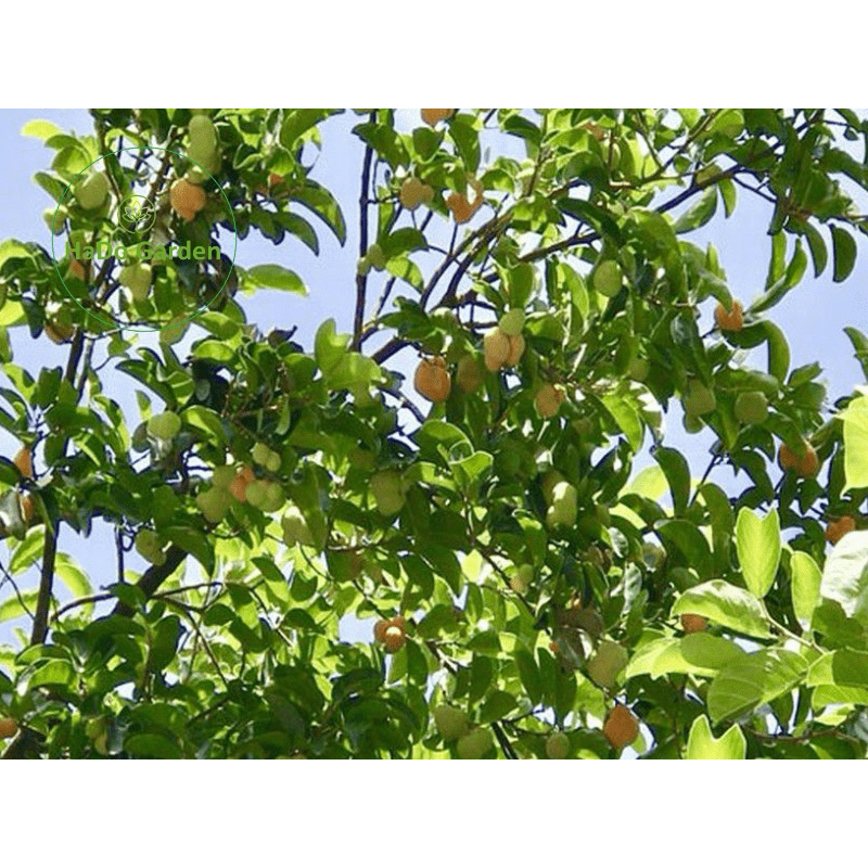 Cây giống chay ruột đỏ