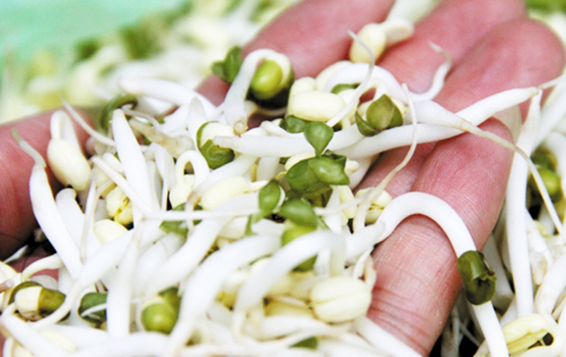 Giá Sống 300G Kamereo