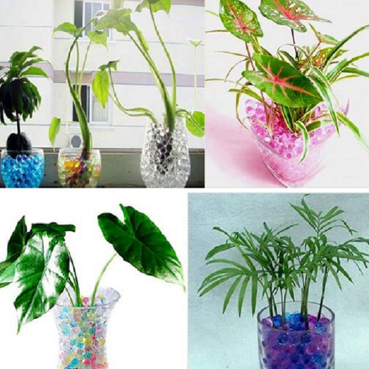 Hạt nở trân châu, hạt tinh thể trồng cây
