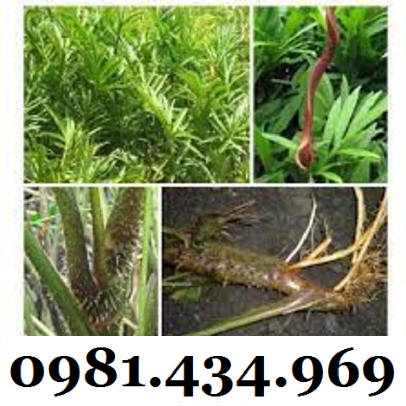 Củ Mướp Gai (Móp Gai, Ráy Gai) Khô 1KG CHuẩn Đẹp