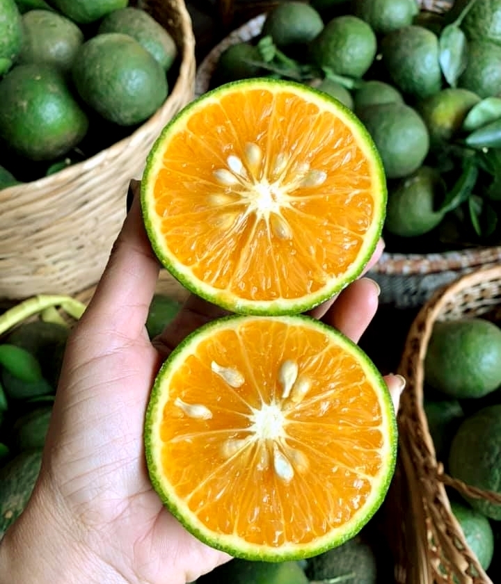 [HCM] Cam Sành Vắt Nước – tươi ngon, mọng nước, hương vị đặc trưng