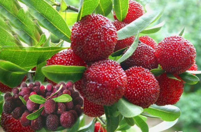 Cây giống cây thanh mai (cây dâu rừng giống )