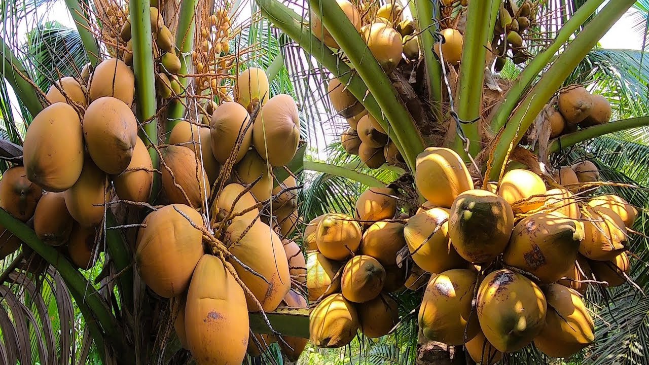 cây giống dừa xiêm đỏ mã lai (Giống cây dừa malaysi)