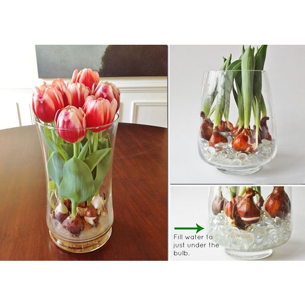 CỦ HOA TULIP NHIỀU MÀU tặng kèm hạt hoa