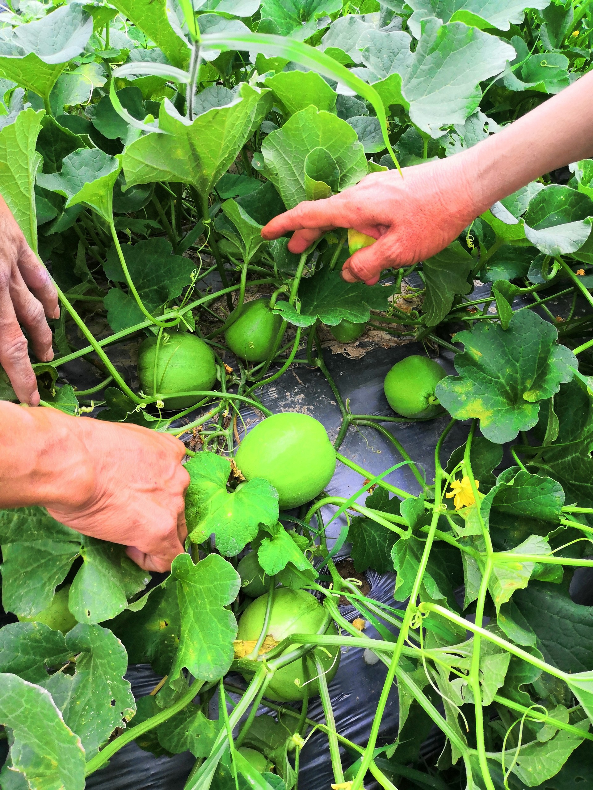 Hạt giống dưa lê F1 M181