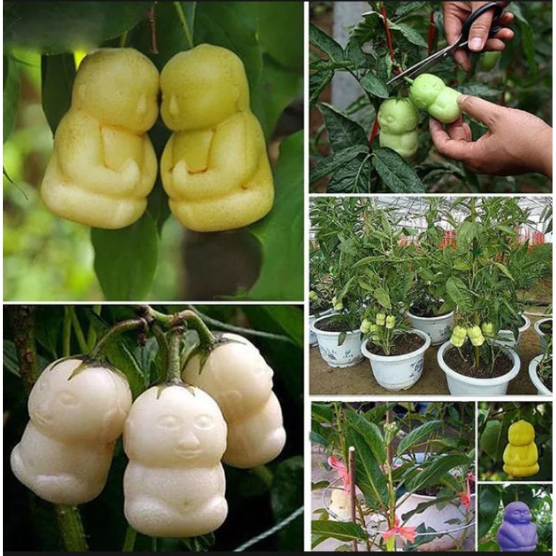 Hạt Giống Quả Nhân Sâm ( Ăn Khá Ngon ) gói 100 hạt