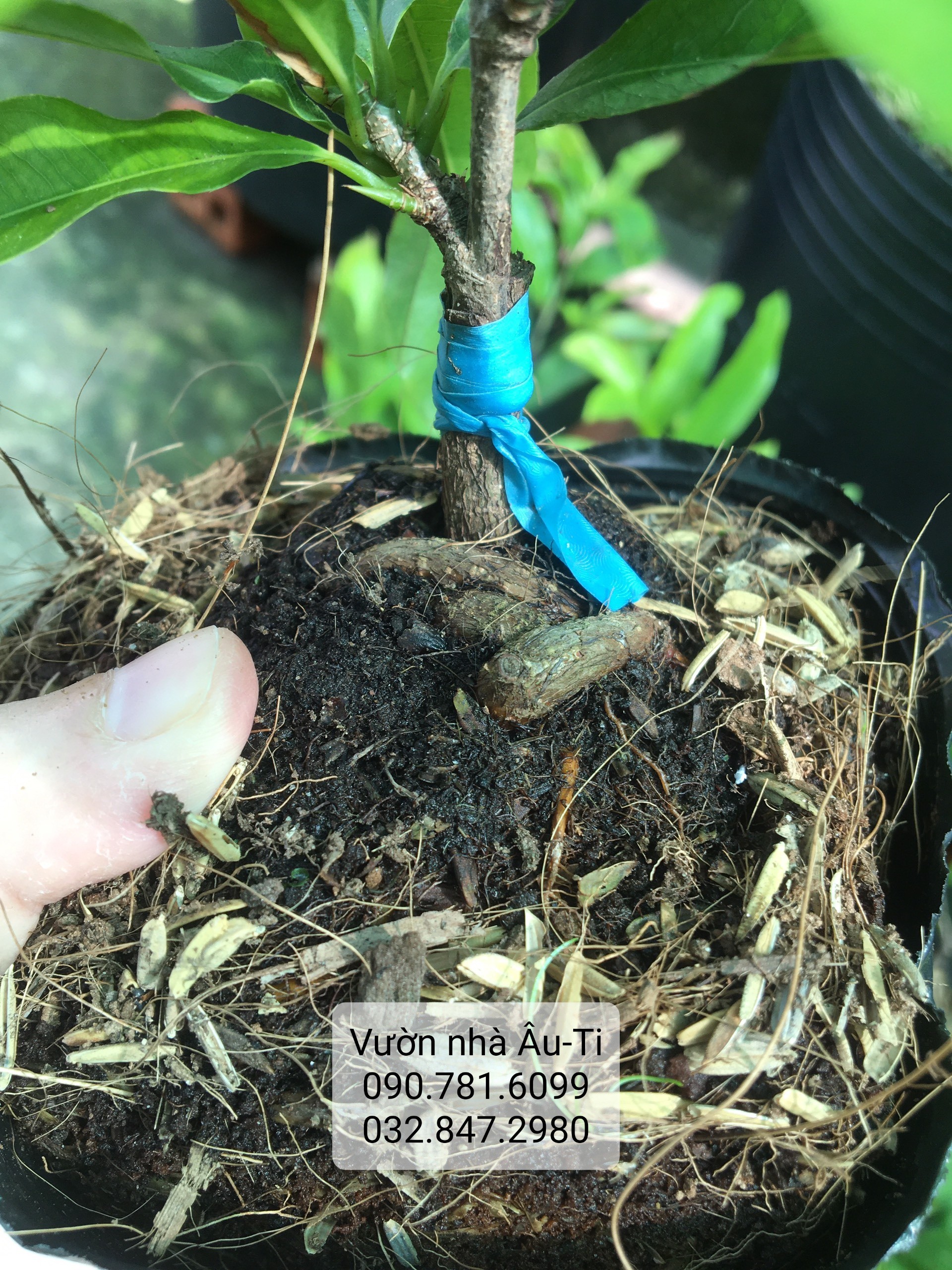 Mai cúc thọ hương bonsai mini [KHÁCH ĐƯỢC CHỌN CÂY SAU KHI LÊN ĐƠN]