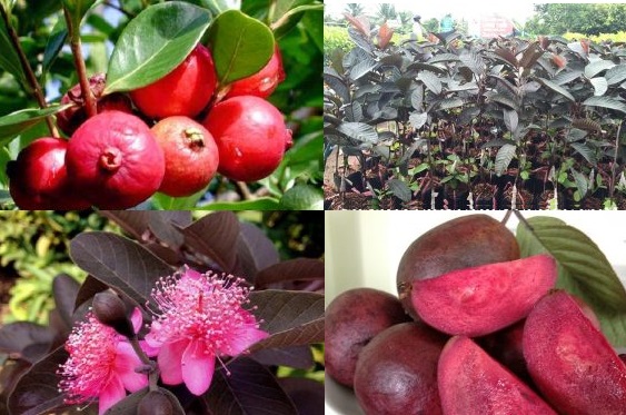 Cây giống ổi tím Malaisia siêu rẻ