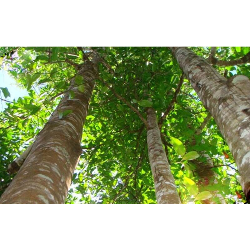 Cây giống đinh hương -vừa là cây lấy gỗ, vừa là cây thảo dược