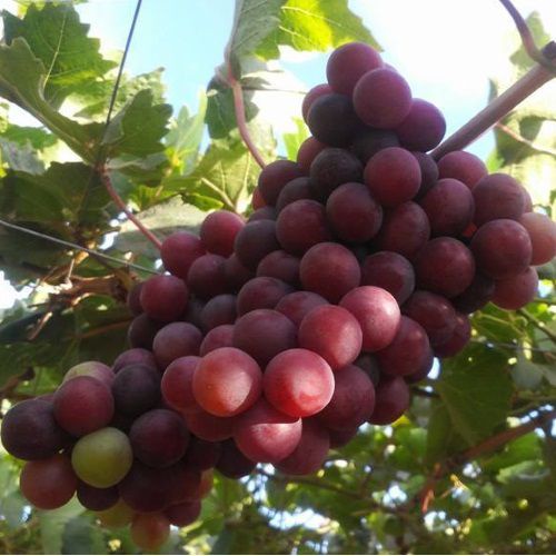 cây giống nho đỏ ninh thuận trái dài