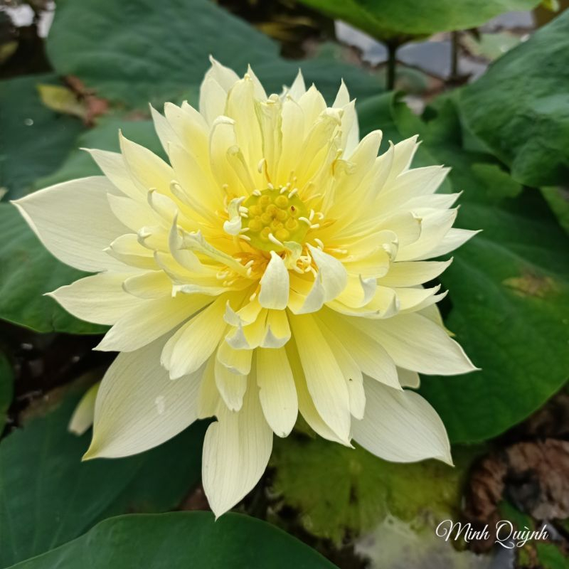 Củ giống hoa sen vàng " Autumn in moling "