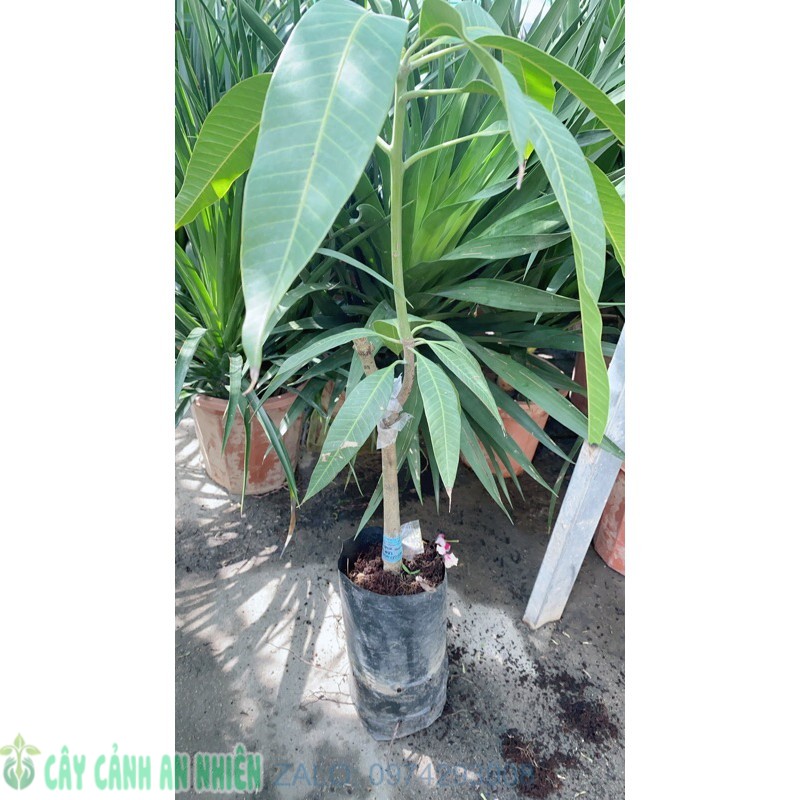 Cây giống Xoài cát Hòa Lộc
