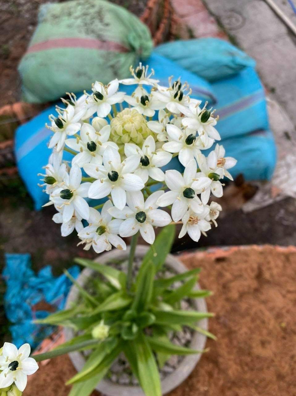 Củ giống hoa thiên nga mắt ngọc - 1 củ