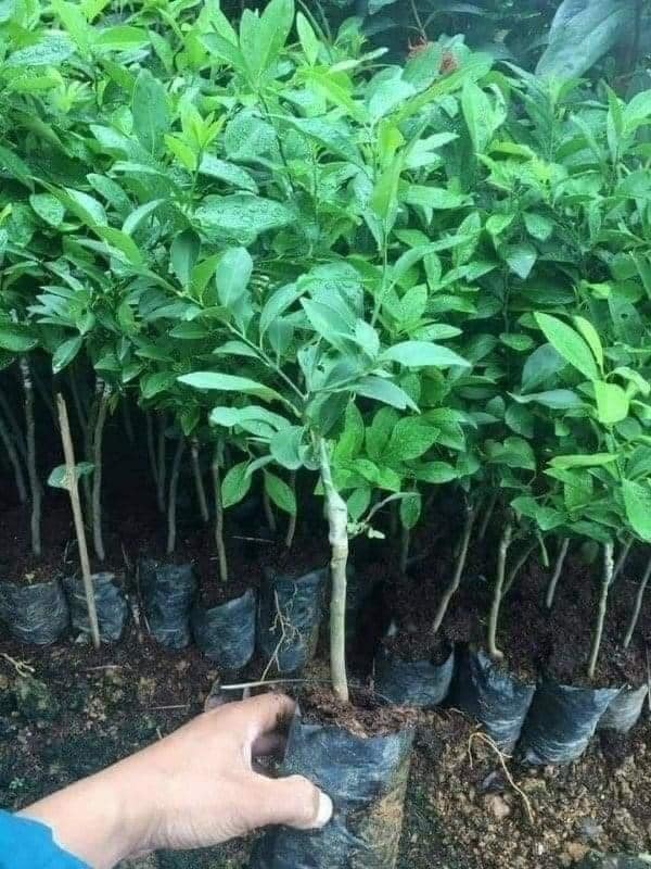 cây giống chanh không hạt