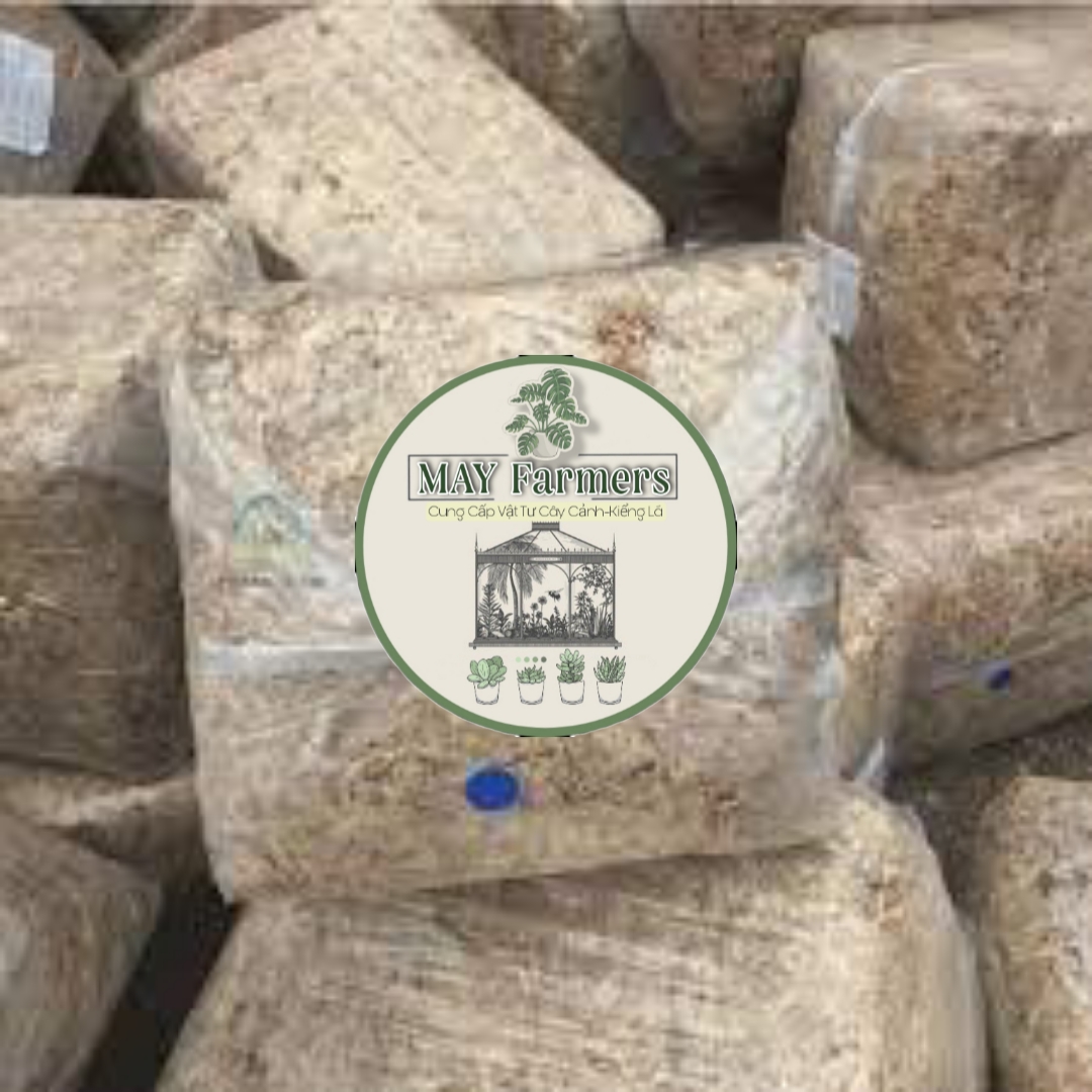 Dớn Trắng CHILE Chuyên Dùng Cho Phong Lan - Kiểng Lá ( Túi 100gr )