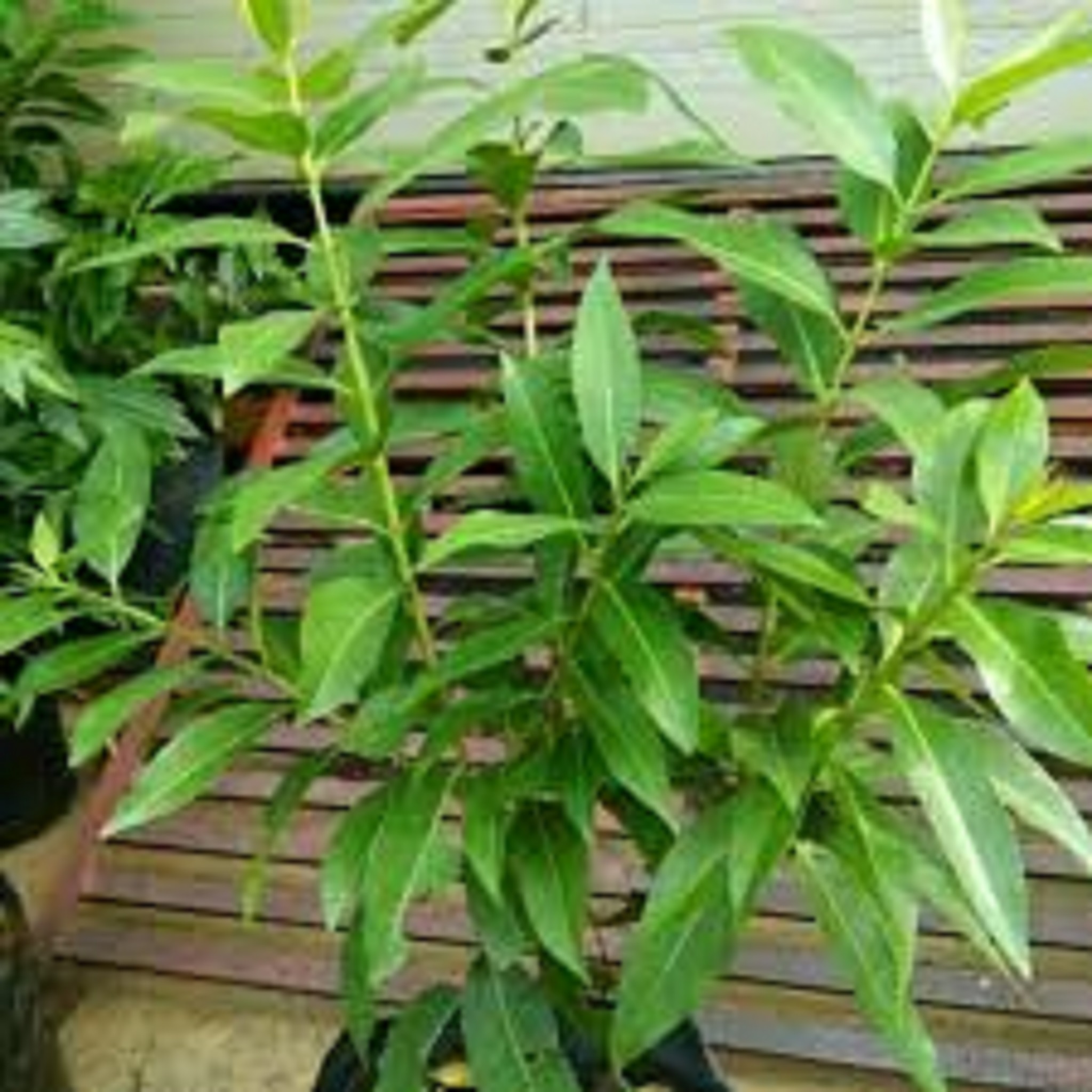 Cây vối nếp Giống chuẩn . [ cây đẹp như hình ]