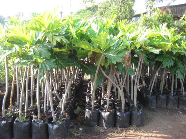 Cây giống Sa Kê ( Giống chuẩn, cây TO CAO khỏe )