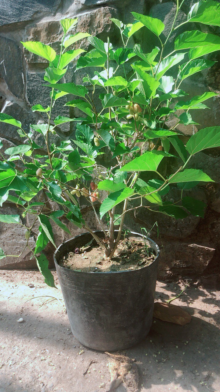 Cây Dâu Tằm