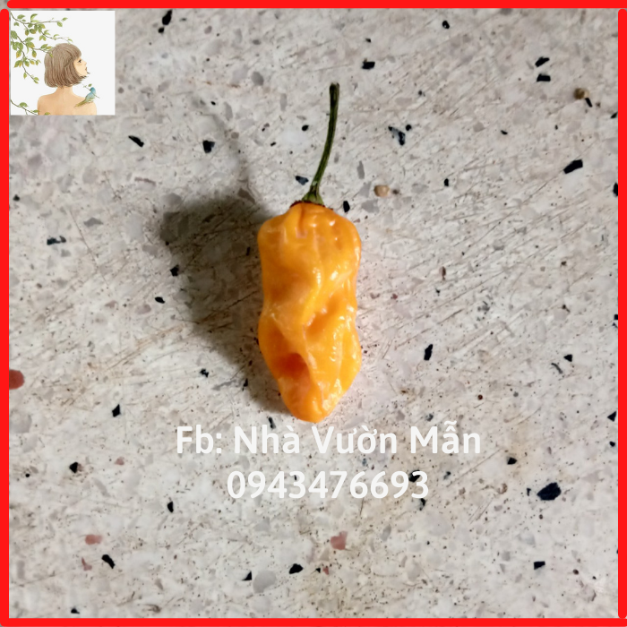 5 Hạt Ớt Fatalii Yellow
