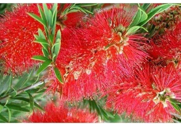 Cây hoa liễu đỏ rủ siêu hoa