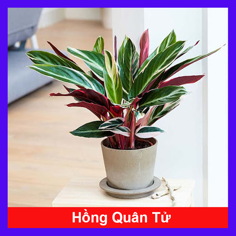 Cây Hồng Quân Tử - cây cảnh để bàn