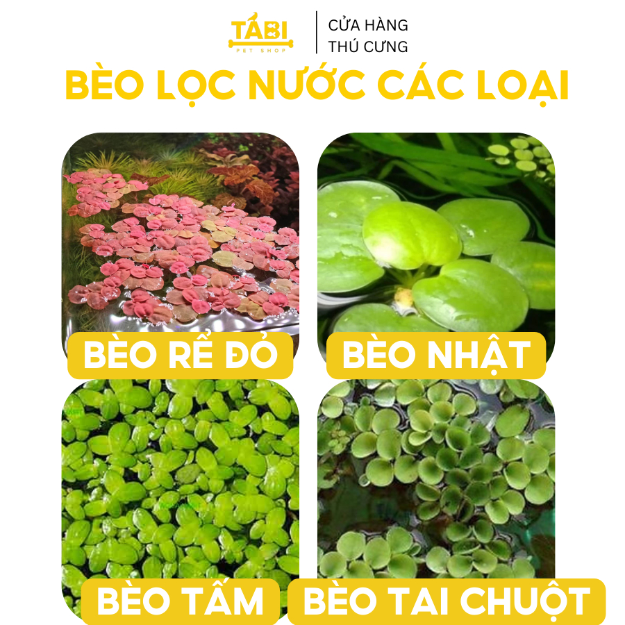 Bèo tấm, bèo nhật, bèo rể đỏ, bèo tai chuột, bèo dâu lọc nước hồ cá, bể cá 7 màu tự nhiên