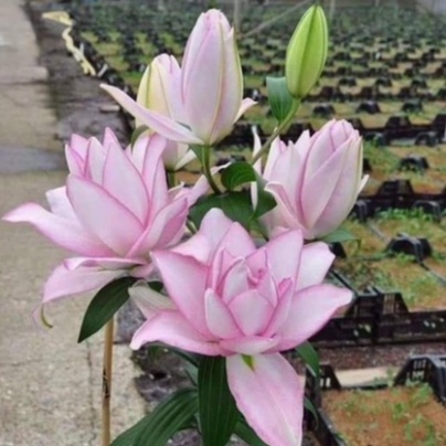 Củ ly cao hà lan cánh kép mix màu