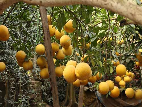 Cây giống BƯỞI Đoan Hùng (bưởi Phủ Đoan)