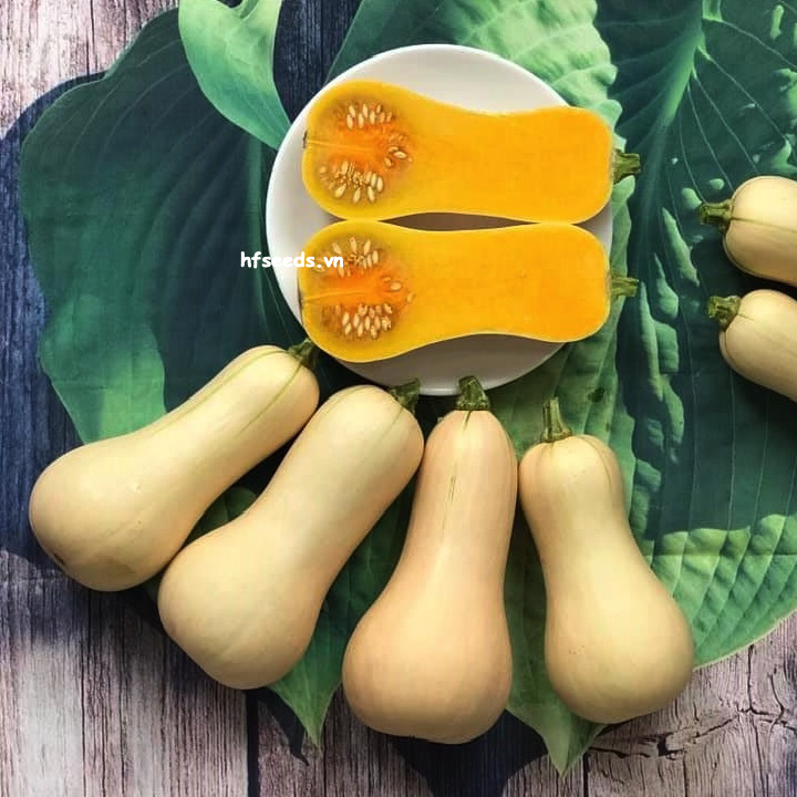 Gói 10 hạt giống bí bơ Waldo - hạt giống F1 Mỹ