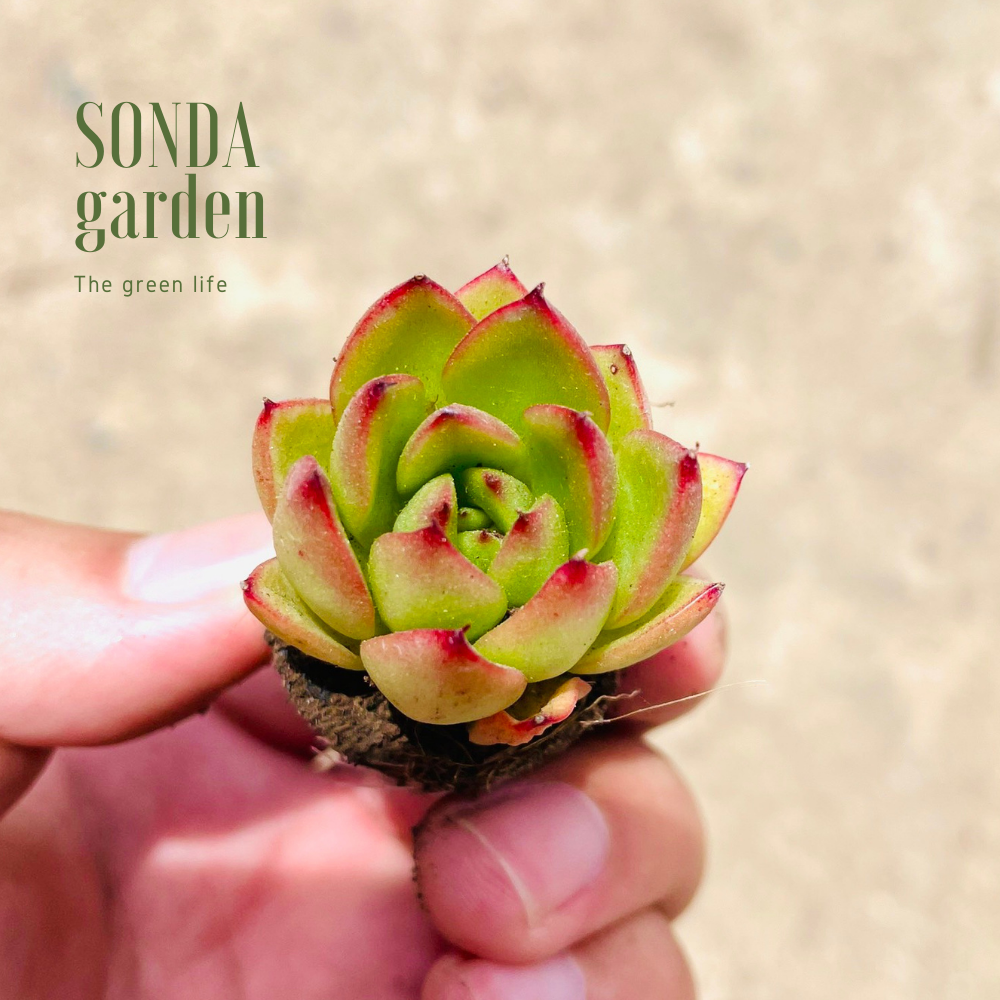 SEN ĐÁ VIỀN LỬA SIZE MINI, LỖI 1 ĐỔI 1