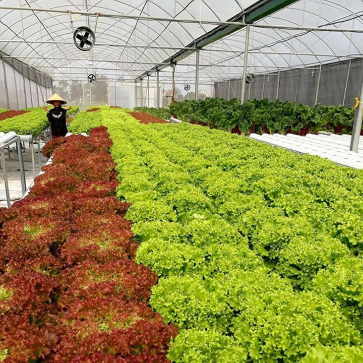 Bộ 96/480 viên Mút xốp ươm hạt, mút ươm hạt thủy canh